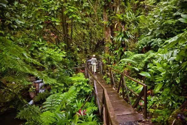 Suspension Bridge