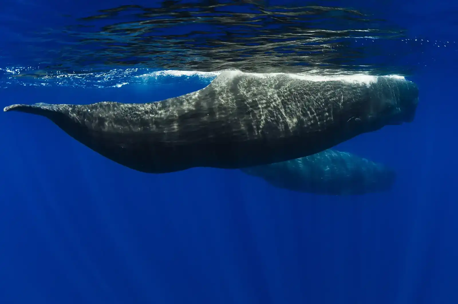 Whale Encounter